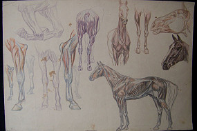 Untitled Horse Study