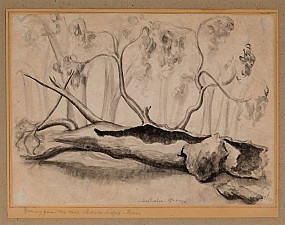 Sketch of gum tree