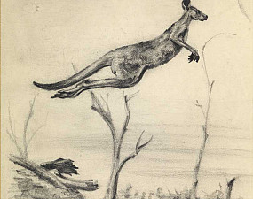 A kangaroo jumping, 1941.