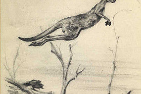 A kangaroo jumping, 1941.